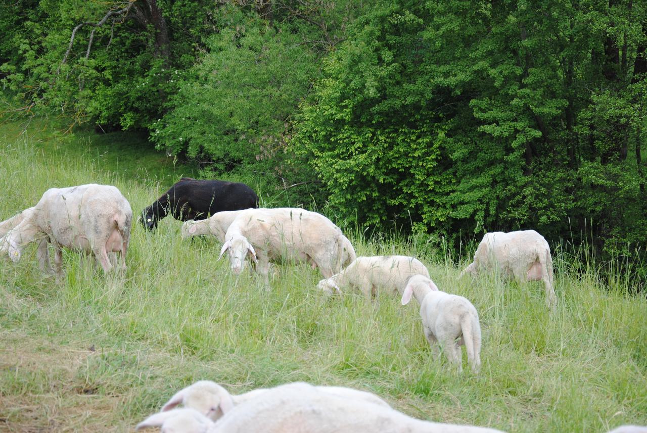 Landgasthof Seyrlberg Reichenau im Mühlkreis Exteriér fotografie