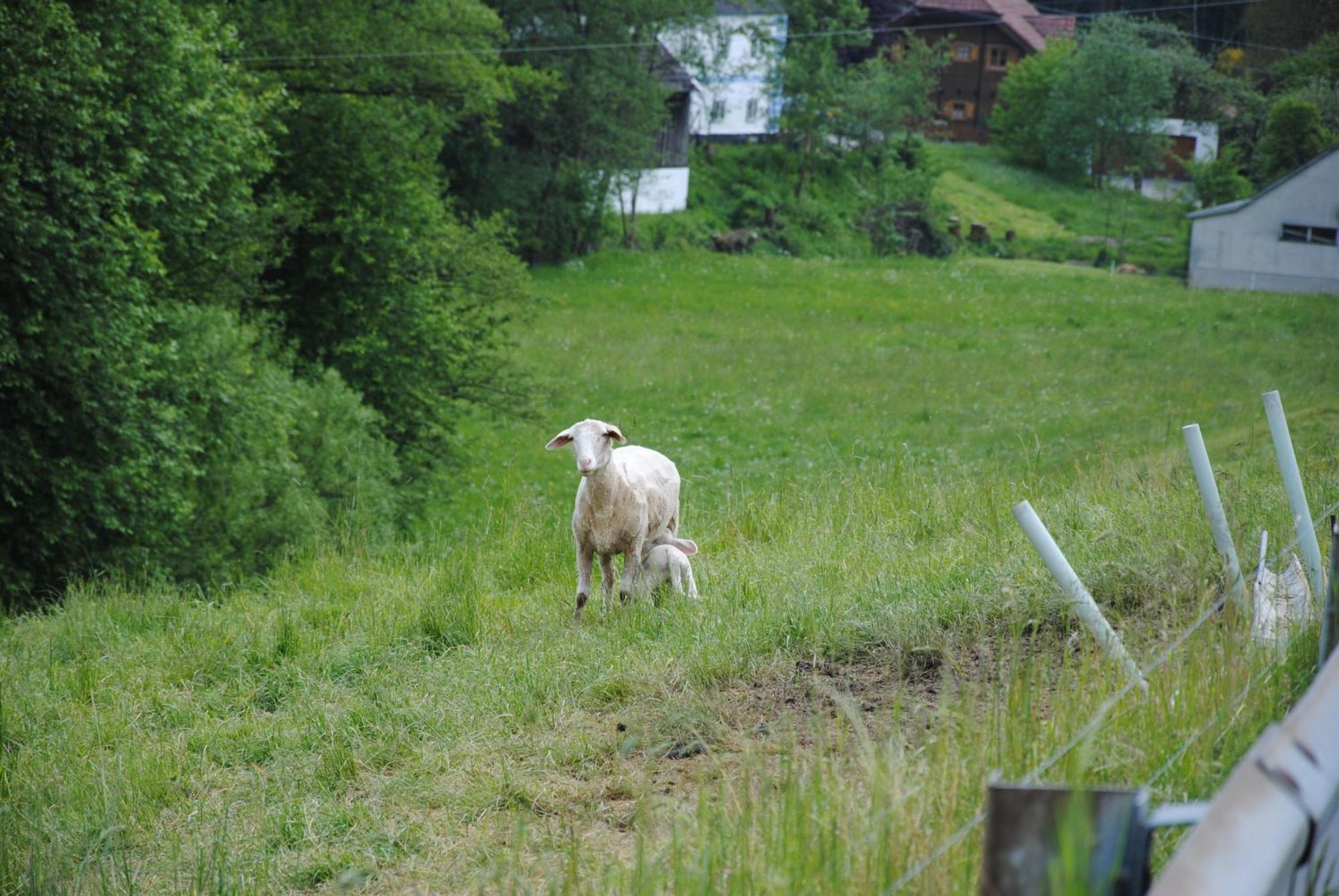 Landgasthof Seyrlberg Reichenau im Mühlkreis Exteriér fotografie